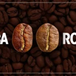 Comparativo entre os Grão Arábica e Robusta