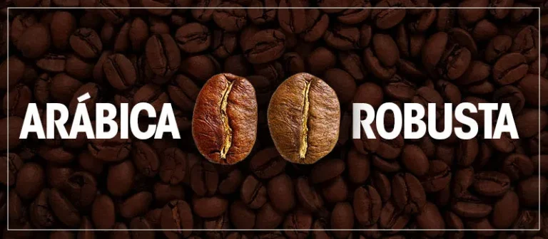 Comparativo entre os Grão Arábica e Robusta