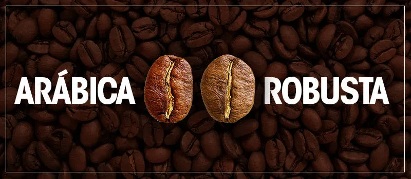 Comparativo entre os Grão Arábica e Robusta