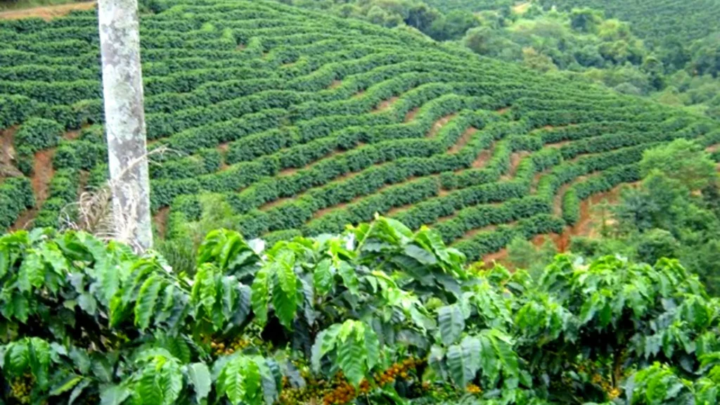 Cafés Especiais do Brasil