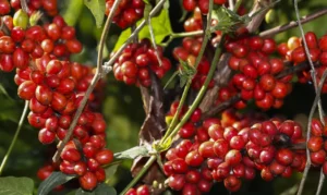 Cafés de Origem Única vs Blends