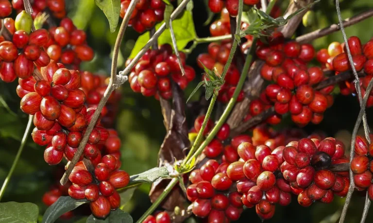 Cafés de Origem Única vs Blends