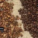 Diferenças do Café Especial e Café Tradicional