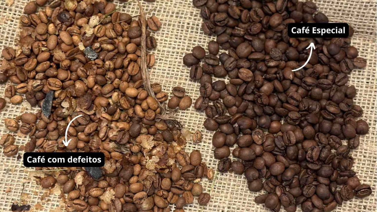 Diferenças do Café Especial e Café Tradicional